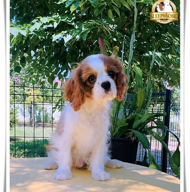 Male puppy Cavalier King Charles Sleepysong Kennel