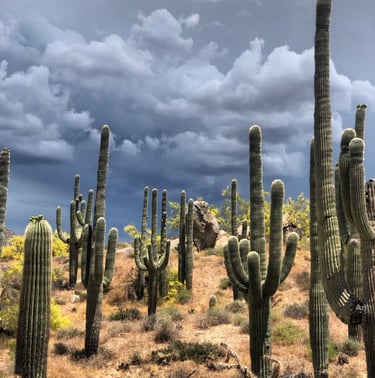 cactus in arizona
