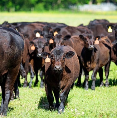 Cows being rotationally grazed