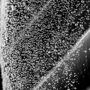 A black & white detailed photo of a large leaf covered in cobweb and glistening raindrops