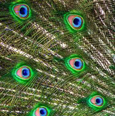 A close-up colour photograph of a peacock’s tail feathers