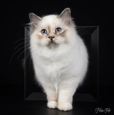 Blåskilpaddemasket Hellig Birma kattunge