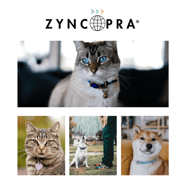 Accesorios premium para mascotas de Pawnest: collares, camas y diseños exclusivos fabricados 