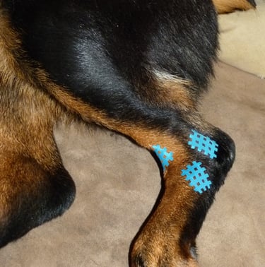 a dog laying on the floor with a blue puzzle piece