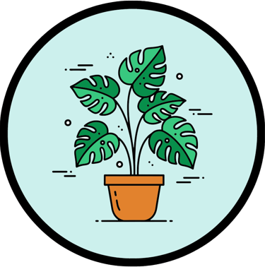 a monstera deliciosa in a vase