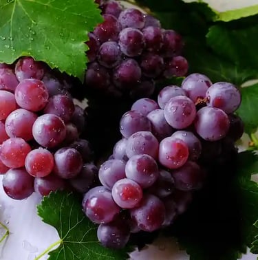 lissage tanin, cheveux fortifiés; anti casse