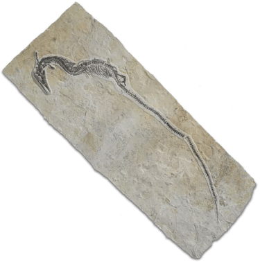 Fossil of a Pleurosaurus on a Solnhofen limestone slab