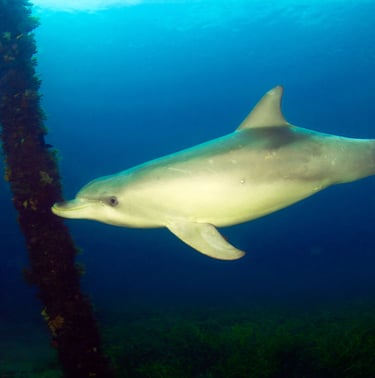 Dolphin