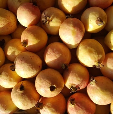 Guayaba fresca de tamaño grande, parte de nuestro catálogo de productos en Puebla