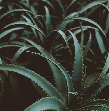 Aloe plant care guide
