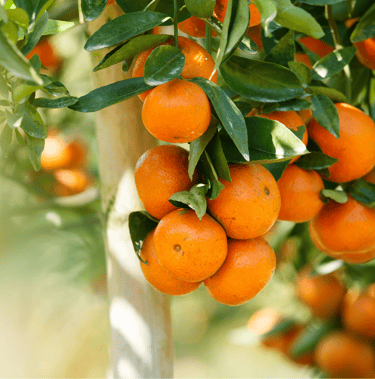 Freshly Squeezed Unpasteurized Juice