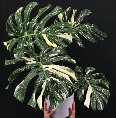 Monstera plant care guide