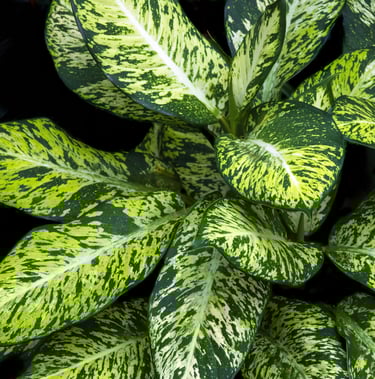 Dieffenbachia plant care guide