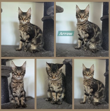 Chaton maine coon brown blotched tabby