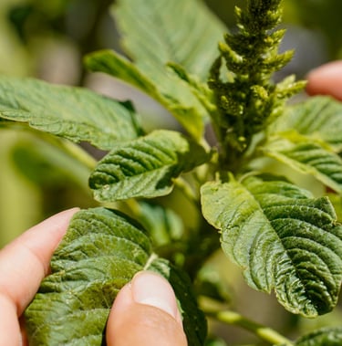 Iveth holding a white amaranth plant