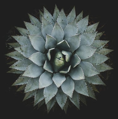 Agave plant care guide