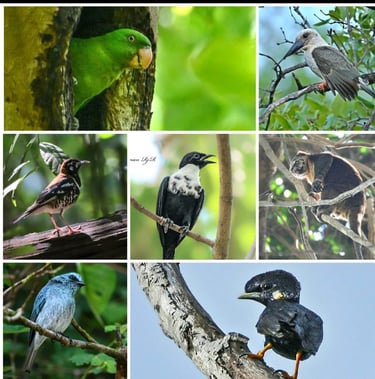 Tangkoko Birding tour 5d/4n