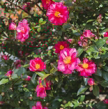 a leafy Camellia bush with red and yellow flowers