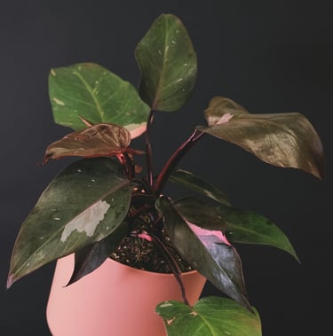 Philodendron plant care guide