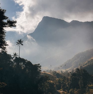 Cocora Vally in the morning, Salento in Colombia