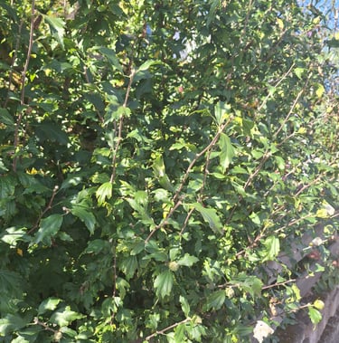 a well fertilized shrub in full sun