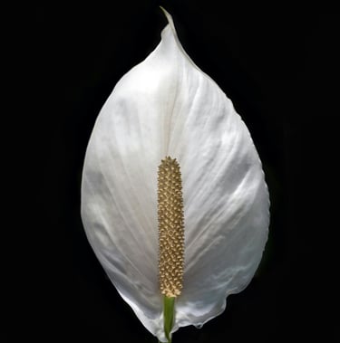 Peace Lily plant care guide