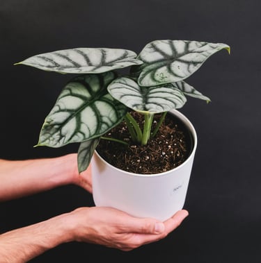 Alocasia plant care guide
