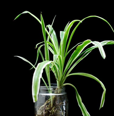 Spider Plant care guide