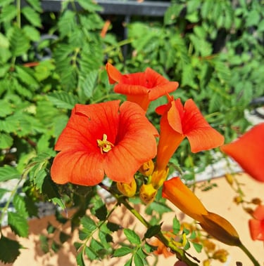 three orange-red flowers