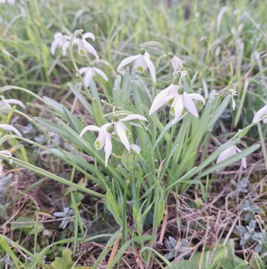 white winter flowers named Snowdrops