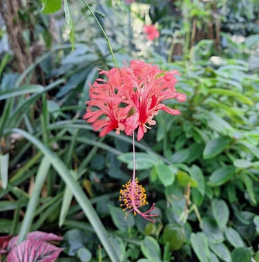 a single red flowering Coral Hibiscus