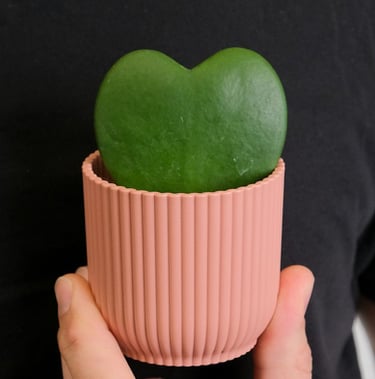 Hoya kerrii plant