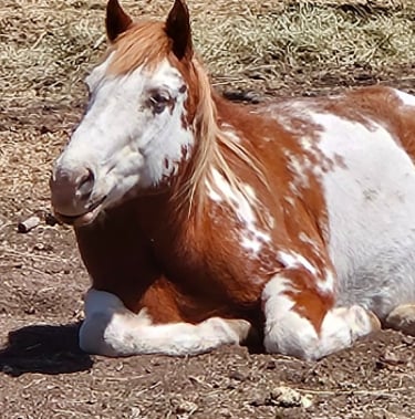 a horse laying down in the dirt