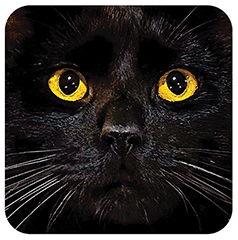Close up photo  of Balthazar the black cat with amber eyes by J. Elton Marks.