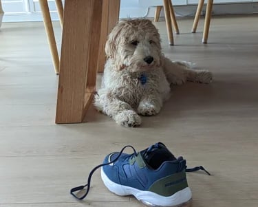 a dog sitting on the floor learning not to chew on shoesoes