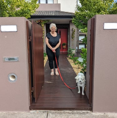 Japanese Spitz dog learning not to go out gate with owner
