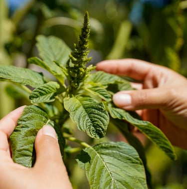 Iveth holding a white amaranth plant
