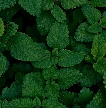 a close up of a green leafy plant