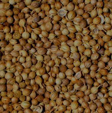 a bunch of coriander