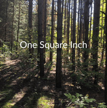 One Square Inch