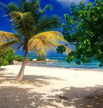 raisins clairs voyage france guadeloupe