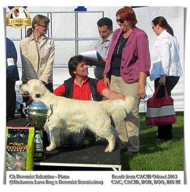 Dragan Stetin Dog Show Winner Golden Retriever Dewmist dog
