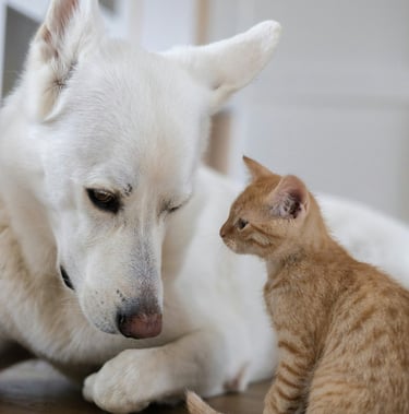 Photo d'un chien et d'un chaton