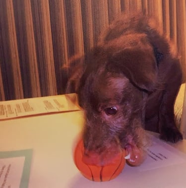 Choco with his favorite rubber ball 