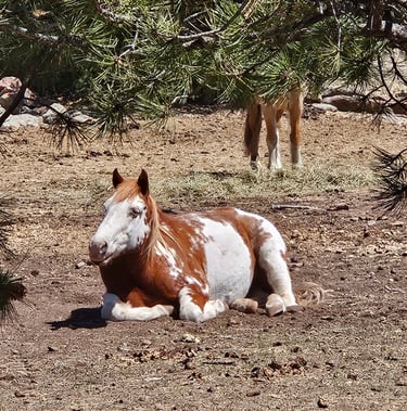a horse laying down in the dirt