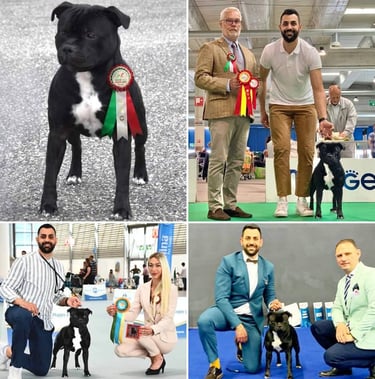 Hugo Grecalestaffs campione italiano Enci, Cac WDS Zagabria 2024