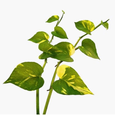 pothos leaves
