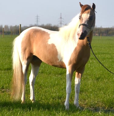 Poulinière AMHA miniature américaine mare