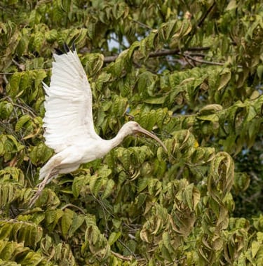 a white bird flying through a tree