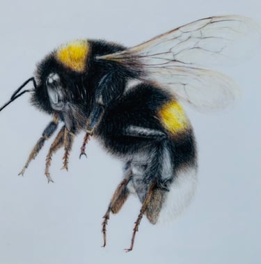 Bee